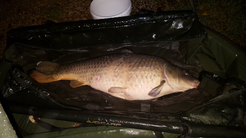 Phil Hutin: 45lb