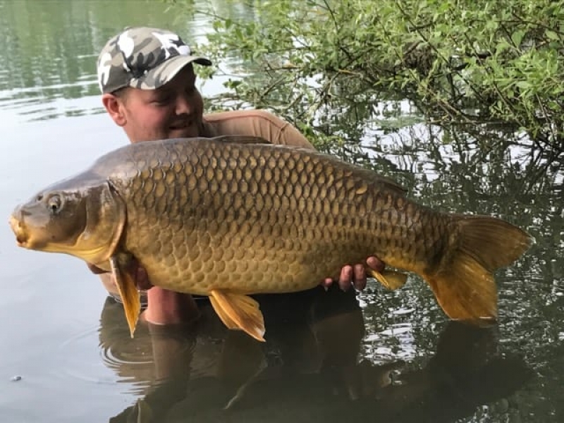 Lewis Jackson 40lb common