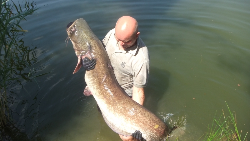 A Conway 76lb cat