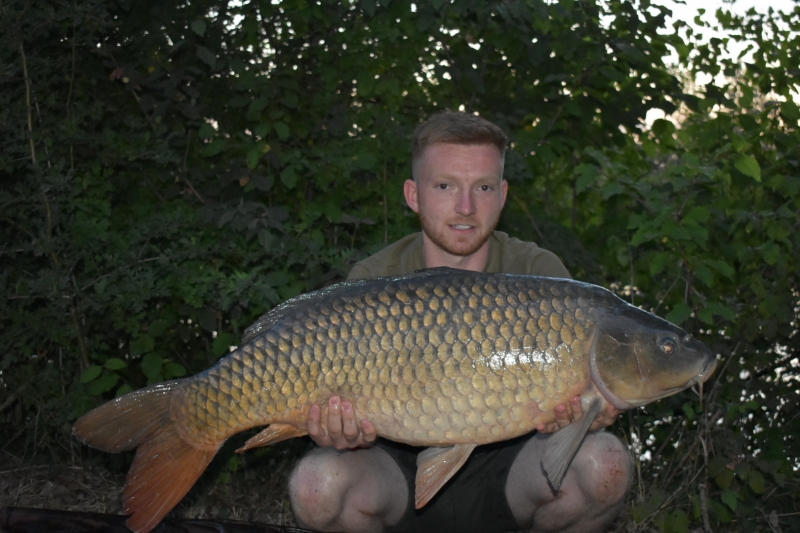 Ginge 37lb common