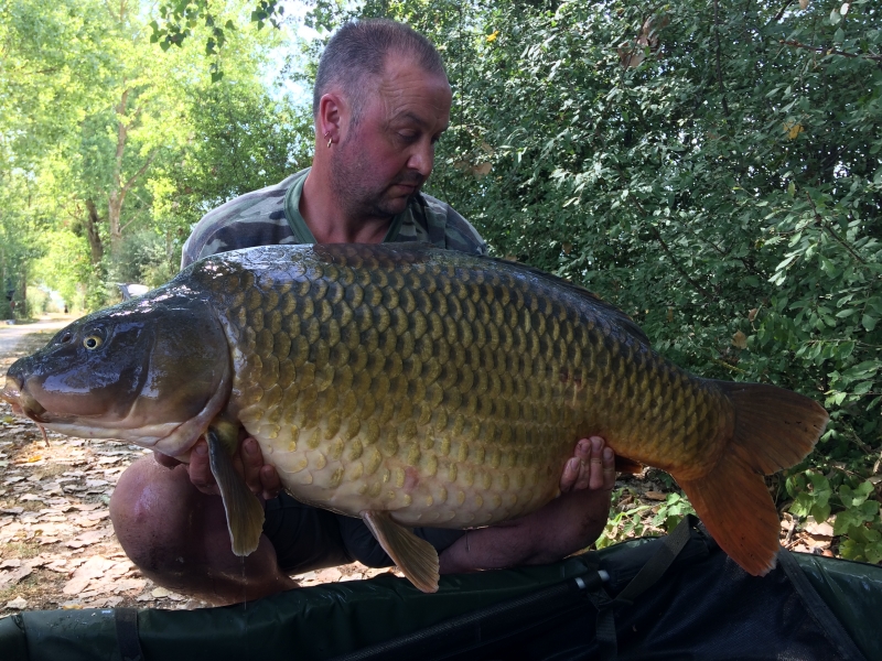 Warren Dodd 50lb common