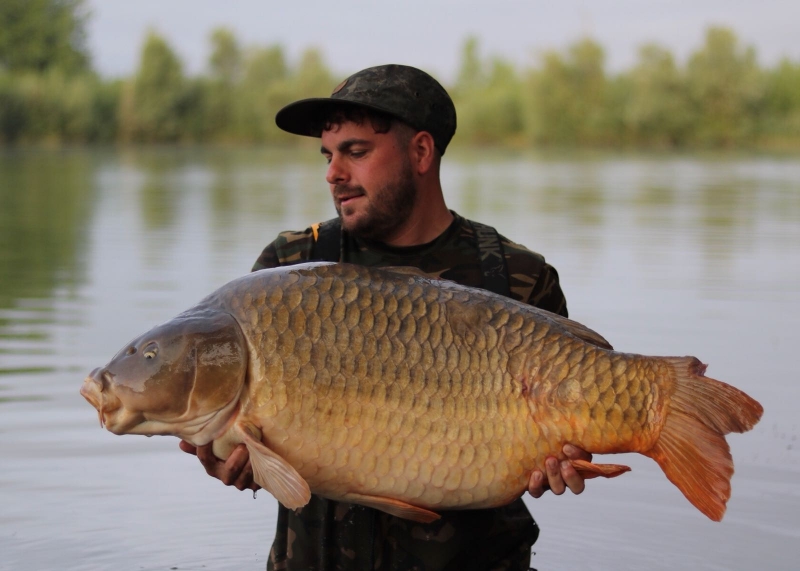 Ashley Caswell 53lb common