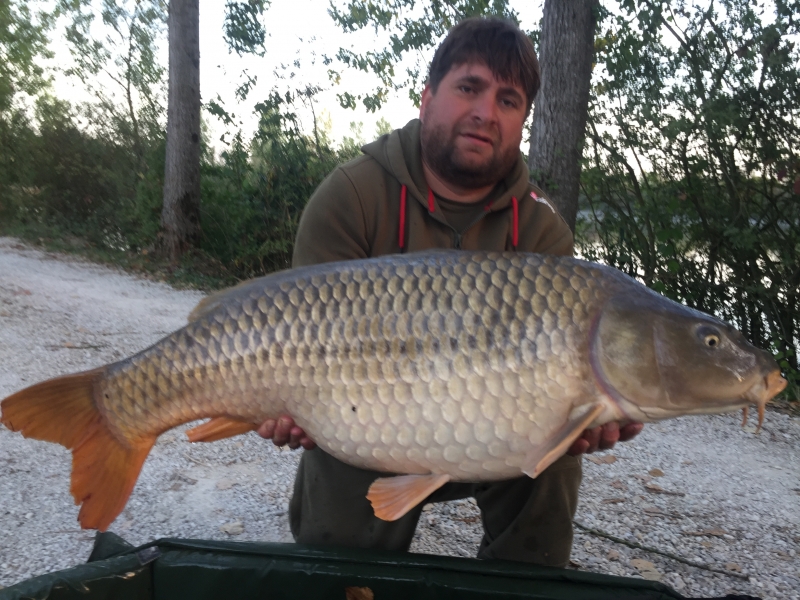 Danny 45lb common